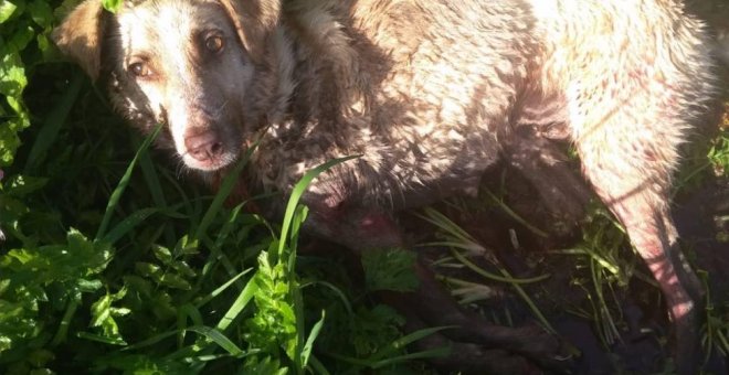 La perra, que falleció por las heridas que le provocó el cazador. / ASOCIACIÓN ANIMALISTA LIBERA