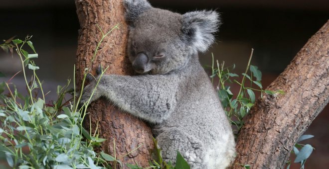 Los Koala podrían estar en peligro de extinción / Reuters