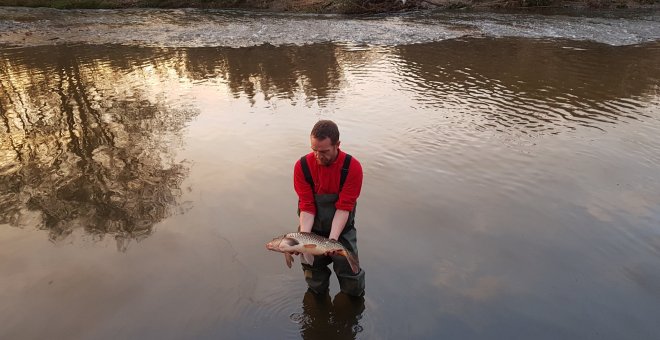 Un veterinari expert en l'entorn del Besòs sosté una carpa morta a causa dels vessaments de dissolvents després de l'incendi a Montornès del Vallès. CCMA