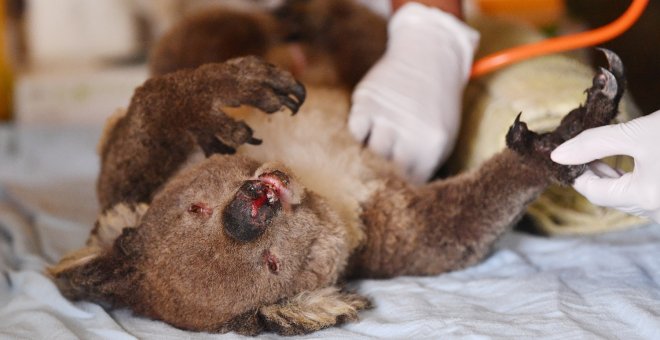 Veterinarios voluntarios atienden a un koala herido por los incendios de Australia. David Mariuz/REUTERS