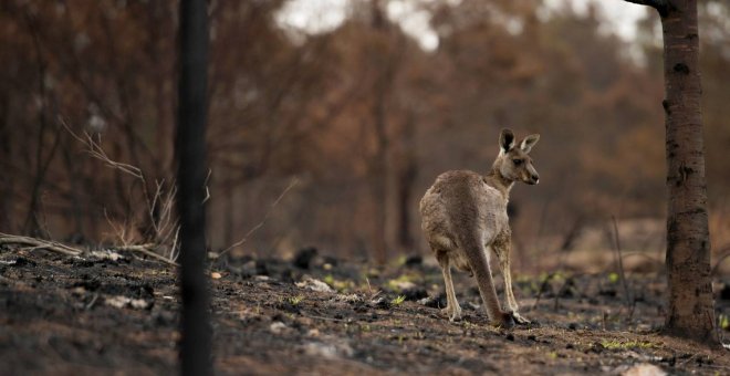 Un canguro herido en el interior de un bosque incendiado en Cobargo (Australia). /REUTERS