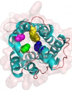 Modelo de una de las proteínas expresadas por los genes Eglps.