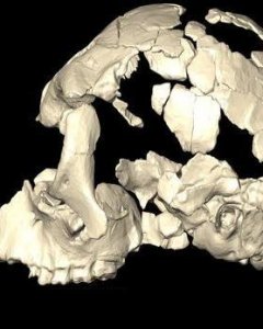La pieza principal del cráneo hallada en el yacimiento de Can Matas