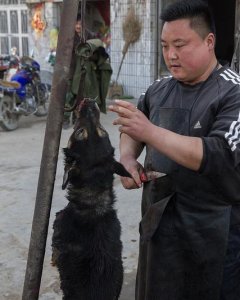 Un trabajador del mercado se prepara para matar al perro y conseguir su piel./ Igualdad Animal