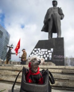 Un perro permanece en su cesta junto a una estatua de Lenin en Donetsk. - AFP