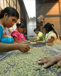 Desde los albores de la industria del café en Panamá, la misma ha dependido de las hábiles manos de los Ngobe-Buglé