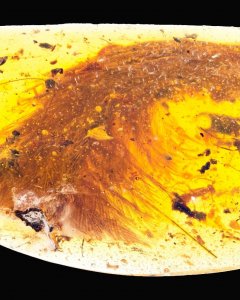 Trozo de ámbar de hace 99 millones de años que contiene el extremo de la cola de un dinosaurio  con plumas a todo lo largo, así como hormigas y otros insectos. -ROYAL SASKATCHEWAN MUSEUM