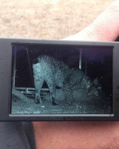 Un técnico revisa una de las cámaras de fototrampeo, donde se ve al lince Lucero. L.V.