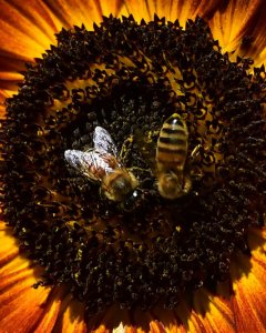 Unas abejas recolectan el polen de una flor en Italia. AFP