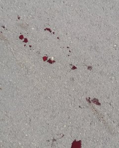 Las manchas de sangre en el asfalto por las heridas del burro. PACMA