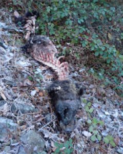 Es el segundo oso pardo muerto que se encuentra en la zona en cinco meses.