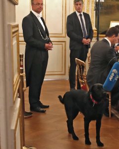 Nemo, el cruce de labrador del presidente galo, Emmanuel Macron, en la la primera reunión del consejo de ministros francés tras el parón vacacional, en el Palacio del Elíseo. EFE/Christian Hartmann