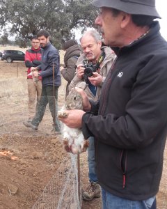 El director de Iberlince, en una suelta de conejos en los Montes de Toledo. L.V.