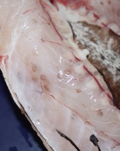 El interior de in pescado infestado por anisakis. / Wikipedia