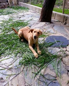 Un perro en el refugio coruñés.