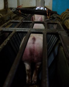 Un cerdo en el inicio del restrainer, una máquina que inmoviliza y traslada a los cerdos desde los corrales hasta el punto de aturdimiento donde se les aplica una descarga eléctrica./ Aitor Garmendia