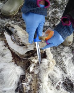 Uno de los renos fallecidos en las islas de Svalbard. AFP
