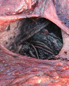 Interior del estómago del animal. | SMASS