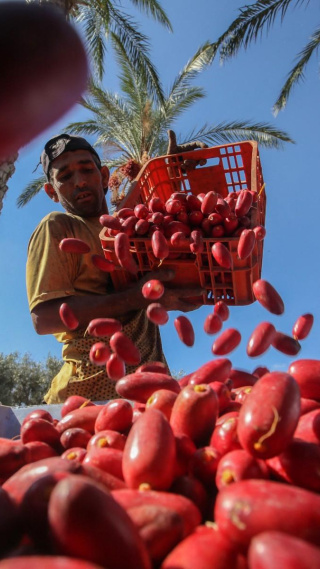 Un agricultor palestino vaciando una cesta de dátiles, el 24 de septiembre de 2019. Un agricultor palestino vaciando una cesta de dátiles, el 24 de septiembre de 2019.