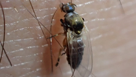 Hembra de mosca negra.