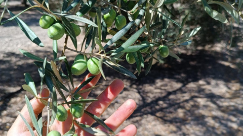 Rama de olivo cargada de aceitunas