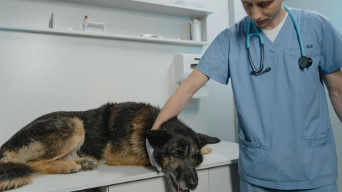 Ausentarse del puesto de trabajo por una urgencia veterinaria no es motivo de despido en España. Ausentarse del puesto de trabajo por una urgencia veterinaria no es motivo de despido en España.