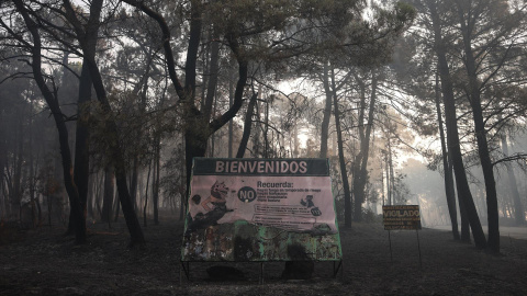Terreno quemado por el incendio forestal a las afueras de Casavieja, a 29 de julio de 2026, en Ávila. Terreno quemado por el incendio forestal a las afueras de Casavieja, a 29 de julio de 2026, en Ávila.