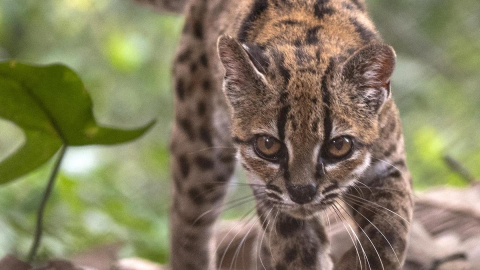 Imagen del gato tilcayo, la nueva especie de felino descubierta en la ecorregión de los bosques de las Yungas, Bolivia.