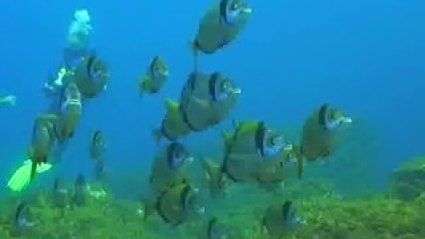 Concurso de fotografía submarina en la isla canaria de El Hierro Concurso de fotografía submarina en la isla canaria de El Hierro