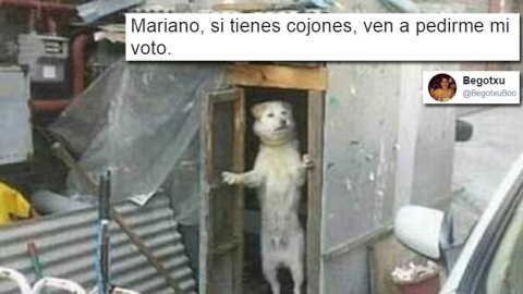 perro