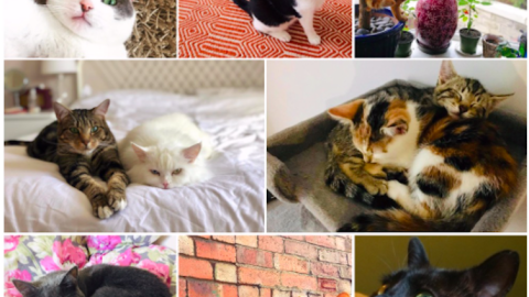 De izquierda a derecha y de arriba abajo: Levi, Noa, Charlie, Simon y Chris, Rocket y Luna, Smokey Joe, Barry y Pod.
De izquierda a derecha y de arriba abajo: Levi, Noa, Charlie, Simon y Chris, Rocket y Luna, Smokey Joe, Barry y Pod.