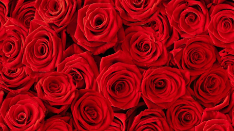 Rosas rojas. Rosas rojas.