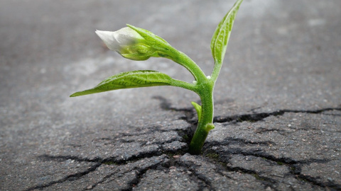 sprout-1147803_1280