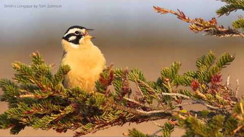 Smith's Longspur Song