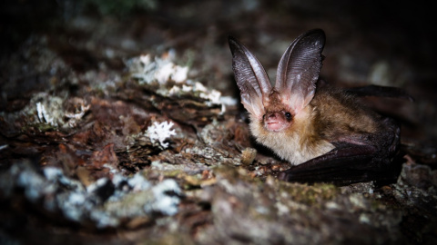 Ejemplar de orejudo dorado (Plecotus auritus), una especie de murciélago forestal. Elena Tena, Author provided Ejemplar de orejudo dorado (Plecotus auritus), una especie de murciélago forestal. Elena Tena, Author provided