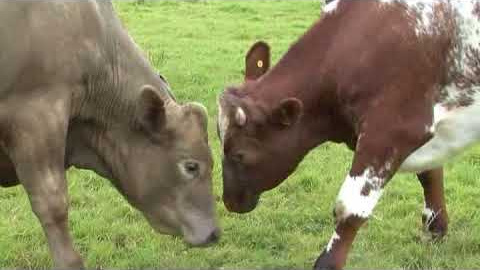 Welfare Quality Story