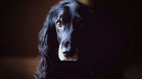 Cocker spaniel: características e historia de esta raza
