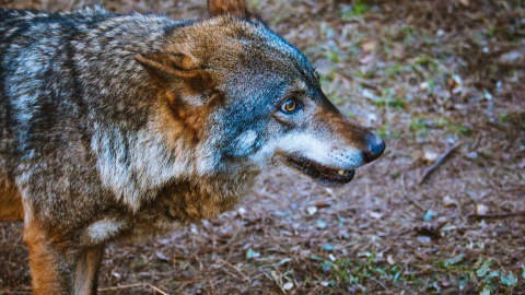 Lobo ibérico. Isabeau Ottolini, Author provided Lobo ibérico. Isabeau Ottolini, Author provided