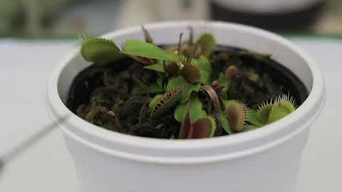 Normal Venus Flytrap - Yokawa K, Kagenishi T, Pavlovič A, et al. doi:10.1093/aob/mcx155