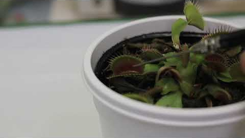Anesthetized Venus Flytrap - Yokawa K, Kagenishi T, Pavlovič A, et al. doi:10.1093/aob/mcx155