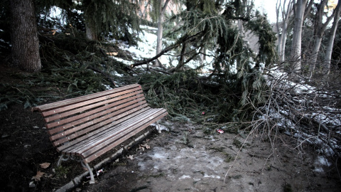 Ramas de árboles dañados por el paso del temporal Filomena en el Parque de la Fuente del Berro en el distrito de Ventas, en Madrid. R.P./Eduardo Parra Ramas de árboles dañados por el paso del temporal Filomena en el Parque de la Fuente del Berro en el distrito de Ventas, en Madrid. R.P./Eduardo Parra