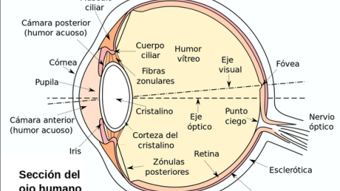 Esquema de la sección del ojo humano. Wikimedia Commons /
Esquema de la sección del ojo humano. Wikimedia Commons /