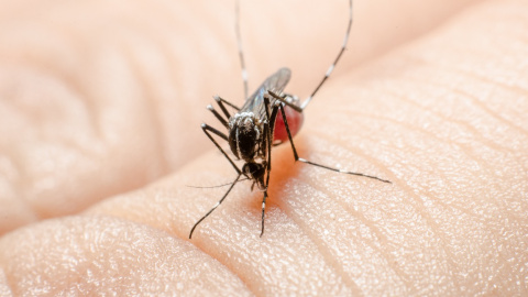 Ejemplar de mosquito Culex sobre piel humana. Shutterstock / pattara puttiwong Ejemplar de mosquito Culex sobre piel humana. Shutterstock / pattara puttiwong