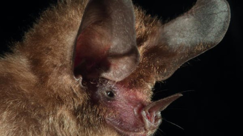 El inconfundible rostro del murciélago orejudo Micronycteris microtis. Elizabeth Clare
El inconfundible rostro del murciélago orejudo Micronycteris microtis. Elizabeth Clare