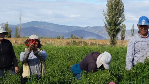 Cosecha del ají. Author provided Cosecha del ají