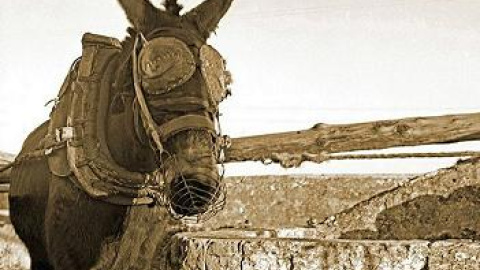 20140421133324-burro-con-orejeras