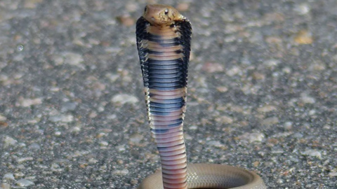 Cobra escupidora de Mozambique (Naja mossambica). Wikimedia Commons / Bernard DUPONT, CC BY-SA Cobra escupidora de Mozambique