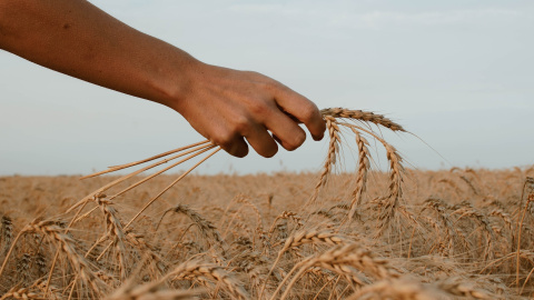 Foto de Paz Arando en Unsplash ucrania hambre