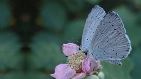 Náyade (‘Celastrina argiolus’). Pau Colom, Author provided Náyade (‘Celastrina argiolus’). Pau Colom, Author provided