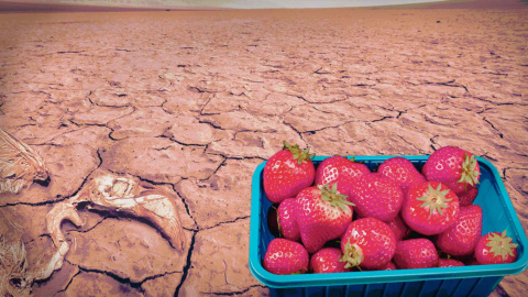 El boicot a la fresa procedente de regadíos ilegales era más que previsible. - Campact El boicot a la fresa procedente de regadíos ilegales era más que previsible. - Campact